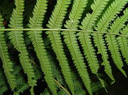 Image result for Christella gueinziana