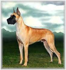 We strive to breed beautiful danes to the great dane standard, to health test all dogs that we own, and to provide. Ocean Blue Danes