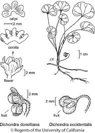 Image result for Dichondra