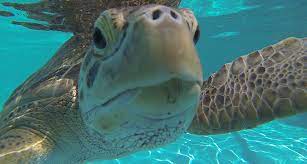 The above is the list of 2020 public holidays declared in international which includes federal, regional government holidays and popular observances. Teen Designs Belt To Hold Down A Sea Turtle S Bubble Butt Science News For Students