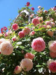 We use cookies for various purposes including analytics and personalized marketing. Beautiful Flowers From A Blog I Just Discovered I Hope The Author Doesn T Mind I Don T T Rose Garden Design Flower Background Wallpaper Beautiful Flowers