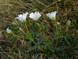 Image result for Cerastium afromontanum