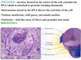 Maybe you would like to learn more about one of these? Generalized Plant Cell With Cell Wall Large Vacuole And Chloroplasts Cell Wall Made Of Cellulose For Support And Protection Ppt Download