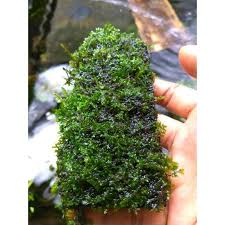 Jenis pertama adalah peacock moss. Moss Harga Terbaik Agustus 2021 Shopee Indonesia