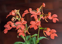 Image result for Habenaria galactantha