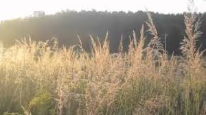 Image result for Sorghastrum stipoides