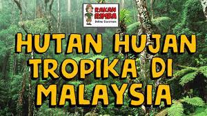 Kawasan hutan di semenanjung malaysia terdiri dari hutan hujan tropika. Hutan Hujan Tropika Di Malaysia Youtube