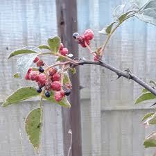 Image result for Zanthoxylum lindense