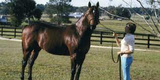 Breeding A Thoroughbred To A Quarter Horse What To Know Aqha