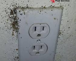 In phoenix, virtually every type of living space is susceptible to an infestation, including homes, apartments, dorm rooms, and more. Phoenix Voted Buggiest City In The United States Az Heat Pest