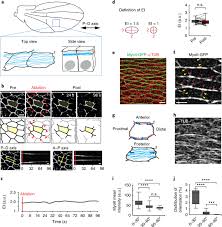 Dec 13, 2014 · the animal cell is filled with a solution of water and nutrients to form a fluid called the cytoplasm. Polarized Microtubule Dynamics Directs Cell Mechanics And Coordinates Forces During Epithelial Morphogenesis Nature Cell Biology