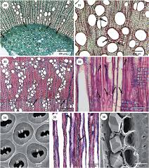 Image result for Pleioceras gilletii