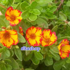 Nov 26, 2012 · 12.3 binaan frasa nama binaan frasa nama boleh terbentuk daripada satu perkataan sahaja ataupun sederetn perkataan. Bunga Mossrose Boomfire Portulaca Krokot Bunga Pukul 9 Jenis Import Shopee Indonesia