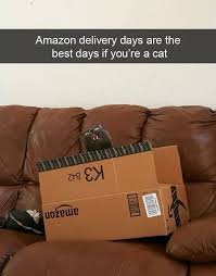 Cats Love Amazon Thank You For Ordering My Box I Loveit Funny Animal Pictures Funny Animals Funny Animal Memes