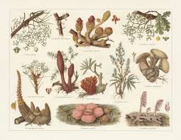 Image result for Apodanthaceae