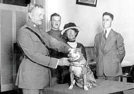 This movie is released in year 2018, fmovies provided all type of latest movies. 15 Fascinating Facts About Us War Hero Sgt Stubby