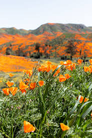 Browse the most recent salt lake city, utah obituaries and condolences. California Day Trip Lake Elsinore Poppy Super Bloom Cooking With Cocktail Rings