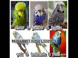 muhabbet kuslari irklari nedir ne ozellikleri vardir pakistan yerli cek hollanda ingiliz jumbo youtube hollanda muhabbet kuslari ingiliz