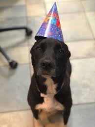 Where you can feel at ease, knowing if you are called away; the comfort and peace of mind, is exactly what defines an. All American Pet Resorts Royal Oak 140 Photos 49 Reviews Pet Sitting 4227 Delemere Blvd Royal Oak Mi United States Phone Number Services