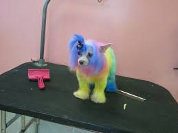 My Favorite Dye Job I Ve Ever Done I Need A Maltese Maltese My Favorite Things Tie Dye