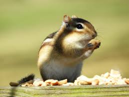 Chipmonks do eat meat, but not as part of their normal everyday diet. How To Manage Eastern Chipmunk Problems In Your Garden And Yard Dengarden