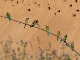 It breeds in southeastern asia. Blue Tailed Bee Eater Ebird
