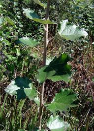 Image result for Populus ×  canescens