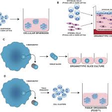 Aug 24, 2000 · practical approach series. Different Approaches For 3d Cell Culture Model Development A Download Scientific Diagram