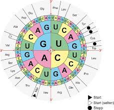 Check spelling or type a new query. Codogenen Strang Der Dna Aus Nicht Codogenen Herleiten Schule Biologie Hausaufgaben