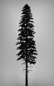 Ponderosa Pine Clip Art Google Search With Images Tree Tattoo Men Tree Silhouette Tattoo Silhouette Tattoos