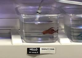 At memesmonkey.com find thousands of memes categorized into thousands of categories. Pet Store Gives Celebrity Names To Their Fishes And They Are Hilariously Accurate Bored Panda