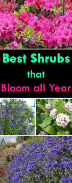 Flowers garden zu spitzenpreisen kostenlose lieferung möglich Shrubs That Bloom All Year Year Round Shrubs According To Season Balcony Garden Web