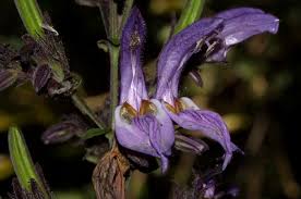 Image result for Brillantaisia cicatricosa