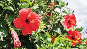 Manfaat bunga kembang sepatu untuk pengobatan tradisional tanaman ini termasuk dalam keluarga malvaceae. Kembang Sepatu Bunga Raja Dengan Mahkota Yang Memukau