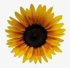 Check spelling or type a new query. Yellow Flowers Tumblr Free Wallpaper Yellow Flower Tumblr Transparent Png Image Transparent Png Free Download On Seekpng