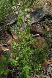 Image result for Pollichia