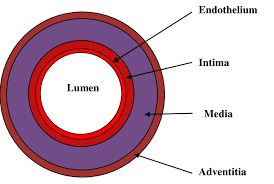 Maybe you would like to learn more about one of these? A Simple Schematic Of The Layers Within An Artery Download Scientific Diagram