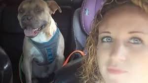 Dog reunited with owner's family months after deadly crash in Visalia