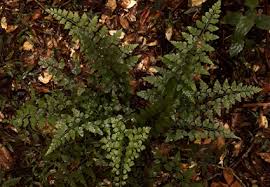 Image result for Aspleniaceae