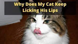 In this case, there is no need to worry. Why Does My Cat Keep Licking His Lips The Kitty Expert