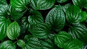 Maybe you would like to learn more about one of these? Cara Menghilangkan Jerawat Dengan Daun Sirih Kumparan Com