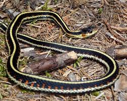 Dec 11, 2014 · garter snakes are sometimes erroneously called garden snakes.. Garter Snakes Most Common Snake In Idaho Naturally North Idaho