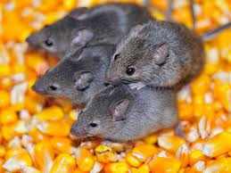 How Long Do Pet Mice Live How To Make Them Live Longer Hutch Advice
