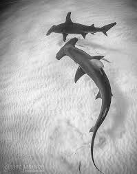 Black And White Hammerhead Shark Tattoo Awesome Head Of Sharks Hammerhead Shark Tattoo Hammerhead Shark Shark Pictures