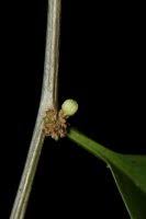 Image result for Casearia runssorica