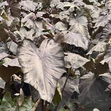 Image result for Colocasia