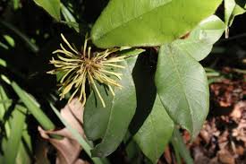 Image result for Trichocladus