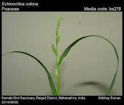 Image result for Echinochloa colona