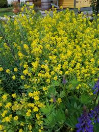 Check out our mustard yellow vase selection for the very best in unique or custom, handmade pieces from our vases shops. Are These Yellow Flowers Weeds Bellingham