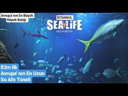 Turkiye Nin En Buyuk Akvaryumu Sea Life Istanbul Istanbulugeziyorum6 Vlog Youtube Youtube Akvaryum Istanbul